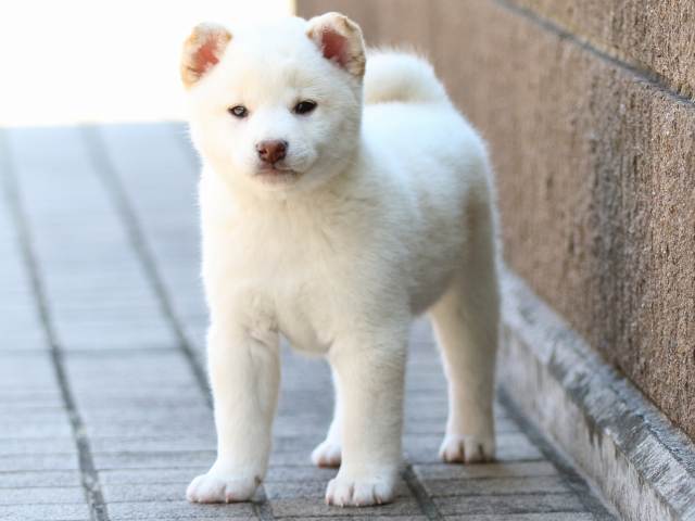 FP5A8470-puppy FP5A8470-puppy