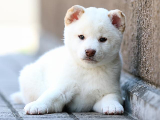 FP5A8491-puppy FP5A8491-puppy