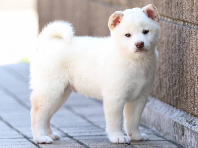FP5A8507-puppy FP5A8507-puppy