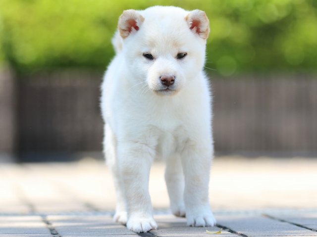 FP5A8517-puppy FP5A8517-puppy