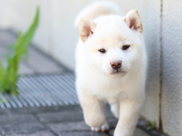 FP5A8528-puppy FP5A8528-puppy