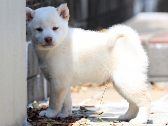 FP5A8630-puppy FP5A8630-puppy