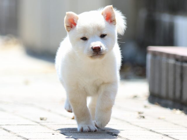FP5A8676-puppy FP5A8676-puppy