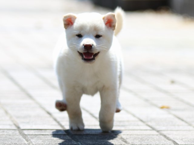 FP5A8697-puppy FP5A8697-puppy