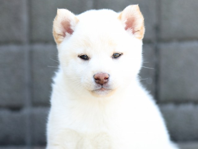 FP5A8717-puppy FP5A8717-puppy