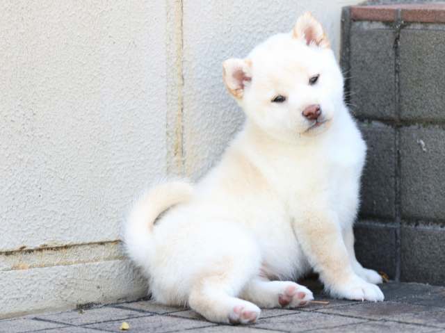 FP5A8722-puppy FP5A8722-puppy
