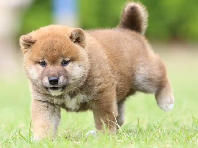 FP5A8809-puppy FP5A8809-puppy