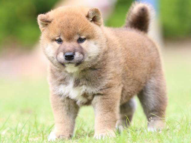 FP5A8814-puppy FP5A8814-puppy