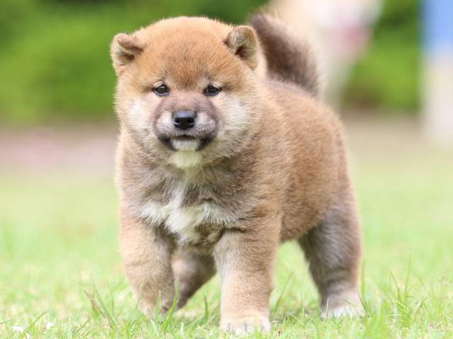 FP5A8821-puppy FP5A8821-puppy
