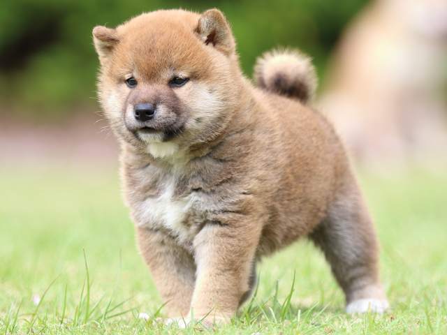 FP5A8837-puppy FP5A8837-puppy