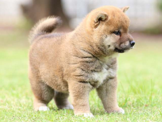 FP5A8934-puppy FP5A8934-puppy