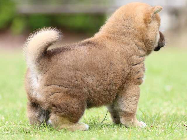 FP5A8947-puppy FP5A8947-puppy