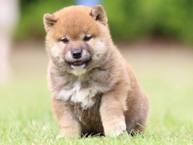FP5A8983-puppy FP5A8983-puppy
