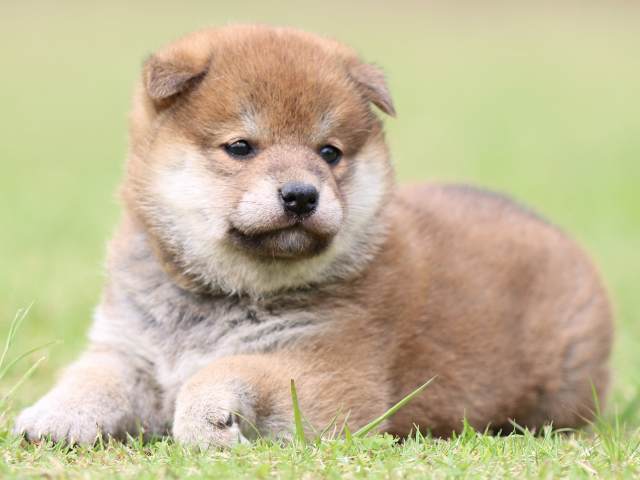 FP5A9046-puppy FP5A9046-puppy