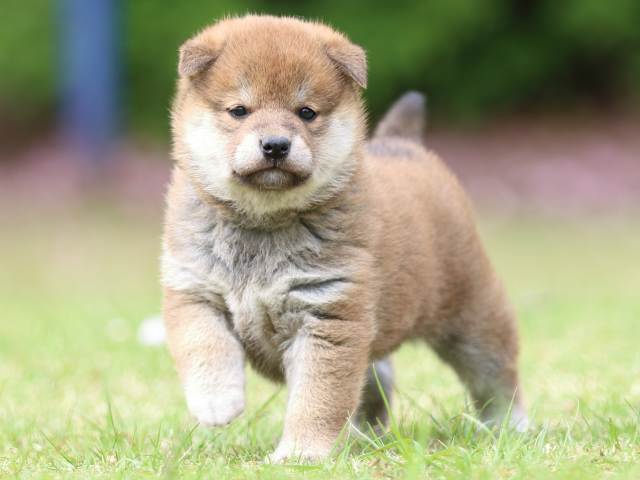 FP5A9127-puppy FP5A9127-puppy