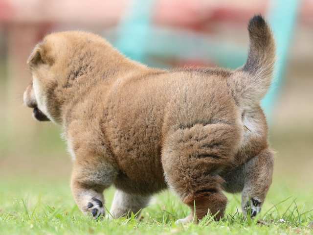 FP5A9170-puppy FP5A9170-puppy