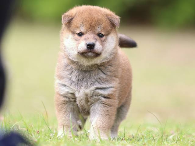 FP5A9176-puppy FP5A9176-puppy