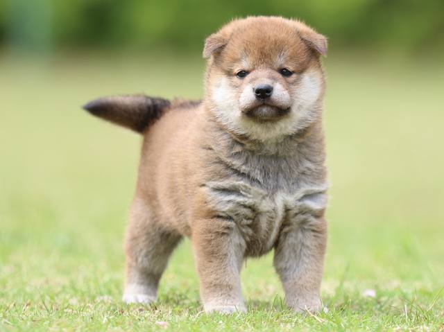 FP5A9189-puppy FP5A9189-puppy