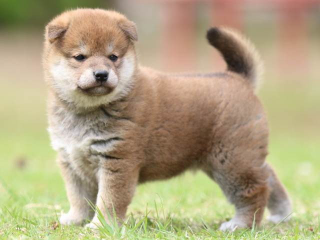 FP5A9215-puppy FP5A9215-puppy