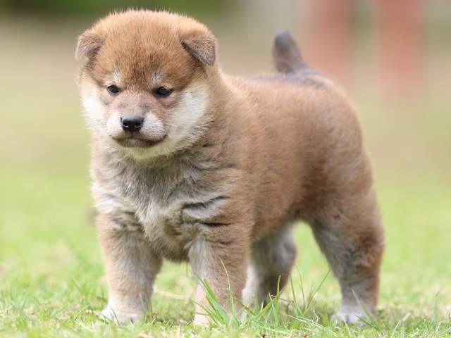 FP5A9224-puppy FP5A9224-puppy