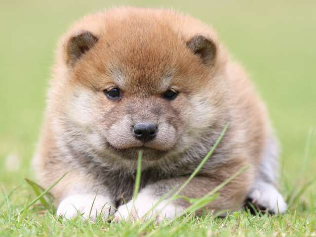 FP5A9242-puppy FP5A9242-puppy