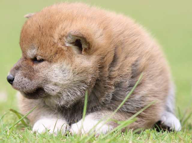 FP5A9254-puppy FP5A9254-puppy