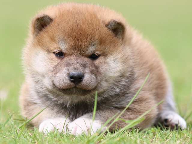 FP5A9284-puppy FP5A9284-puppy