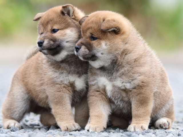 FP5A9527-puppy FP5A9527-puppy