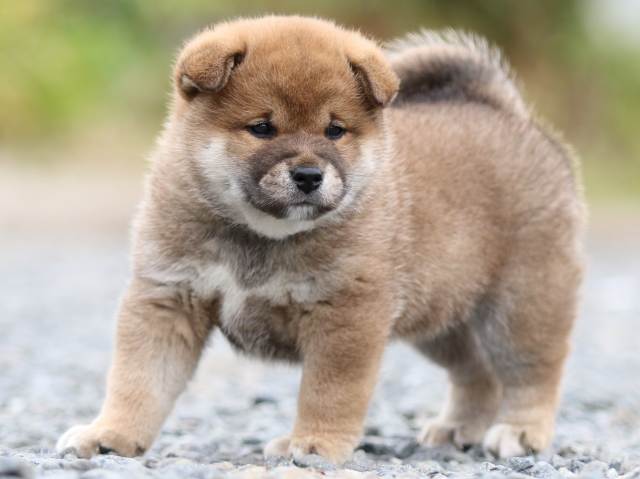 FP5A9536-puppy FP5A9536-puppy