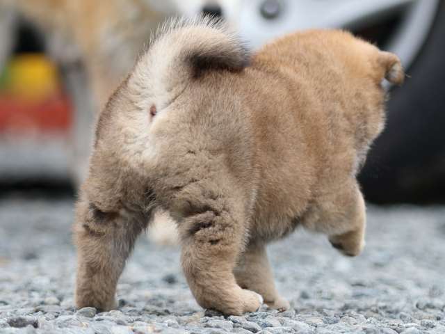 FP5A9559-puppy FP5A9559-puppy