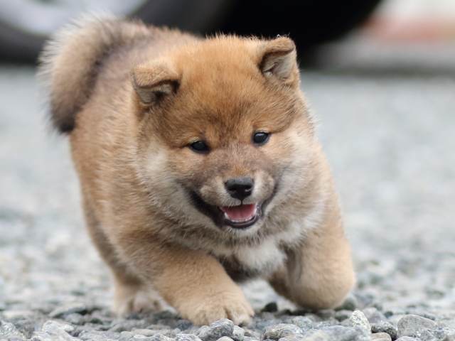 FP5A9596-puppy FP5A9596-puppy