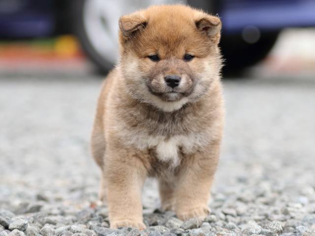 FP5A9610-puppy FP5A9610-puppy