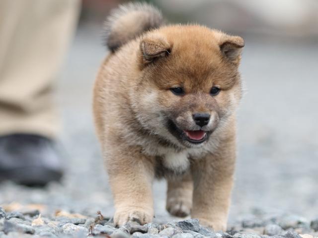 FP5A9651-puppy FP5A9651-puppy