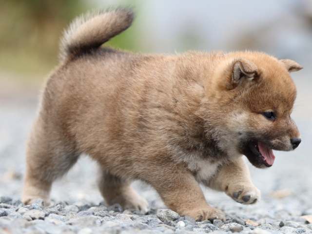 FP5A9664-puppy FP5A9664-puppy