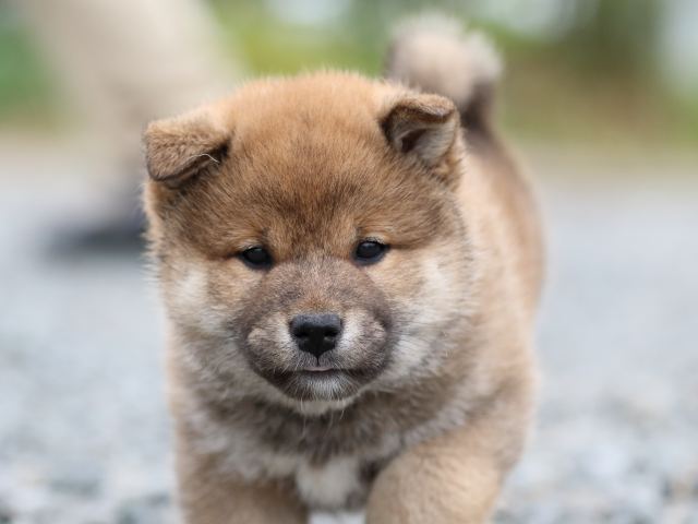 FP5A9675-puppy FP5A9675-puppy