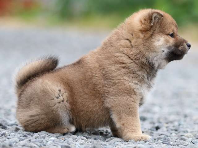 FP5A9725-puppy FP5A9725-puppy