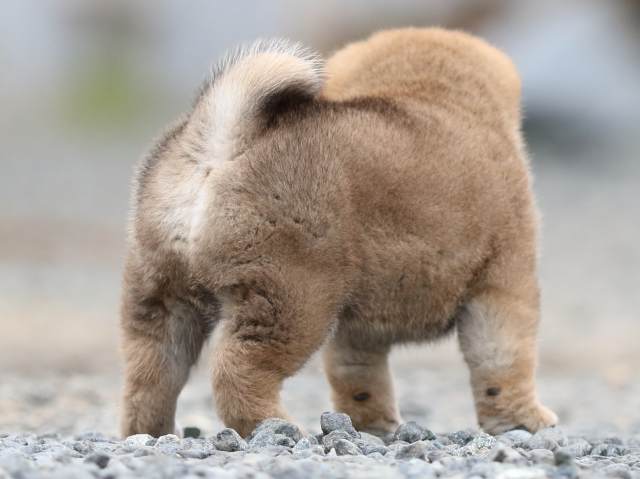 FP5A9797-puppy FP5A9797-puppy