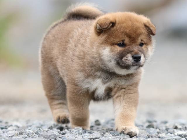 FP5A9800-puppy FP5A9800-puppy
