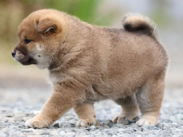 FP5A9804-puppy FP5A9804-puppy