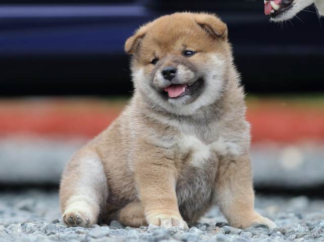 FP5A9841-puppy FP5A9841-puppy