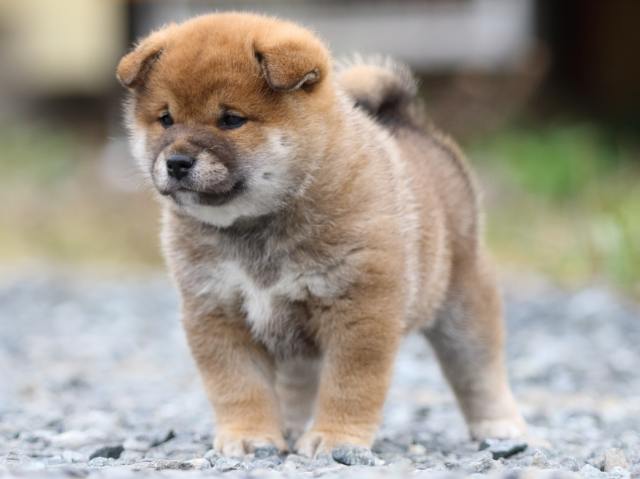 FP5A9878-puppy FP5A9878-puppy