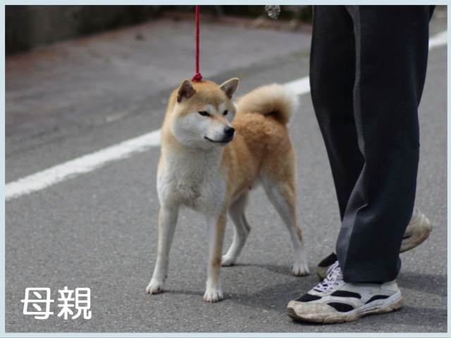 天領の希亜号 天領の希亜号