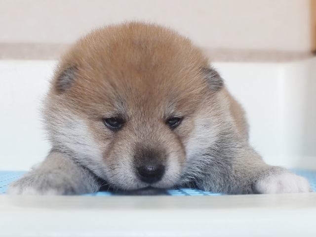 00000035-puppy 00000035-puppy