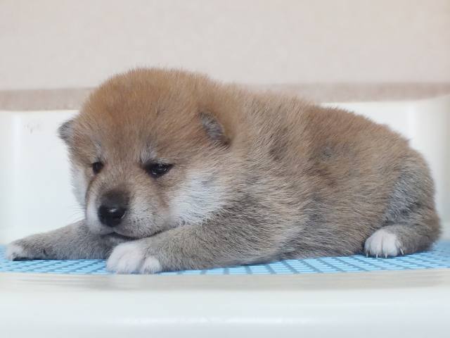 00000036-puppy 00000036-puppy