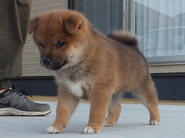 00000037-puppy 00000037-puppy