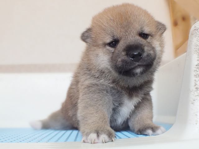 00000037-puppy 00000037-puppy