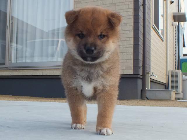 00000038-puppy 00000038-puppy