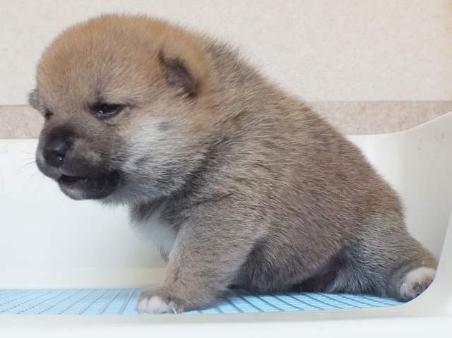 00000038-puppy 00000038-puppy