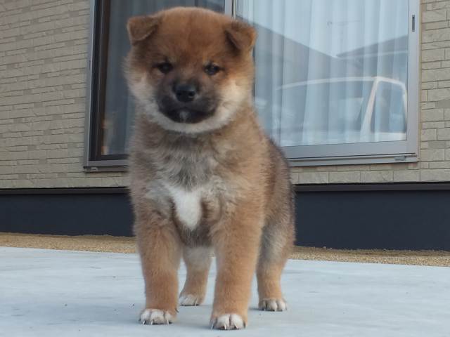00000039-puppy 00000039-puppy