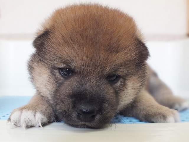 00000040-puppy 00000040-puppy